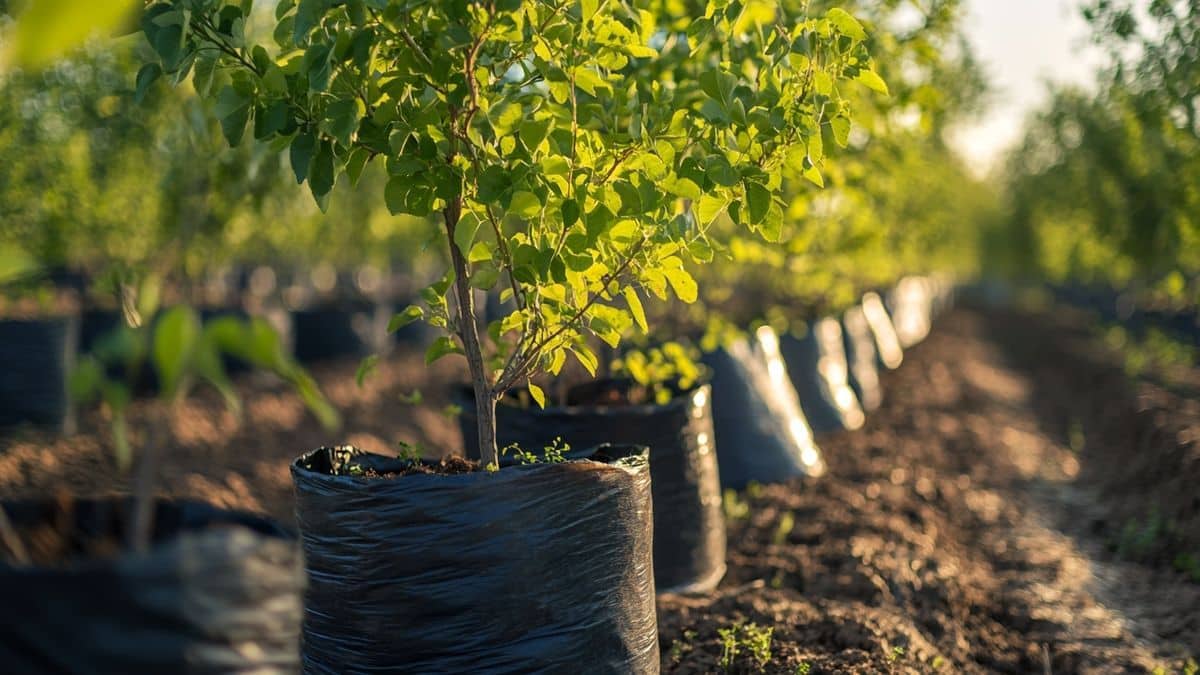 Le geste crucial de mai qui sauve vos jeunes arbres des coups de soleil : protection garantie tout l'été
