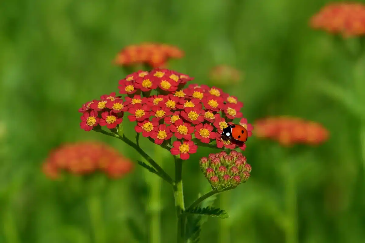 achillée millefeuille avec coccinelle contre les pucerons
