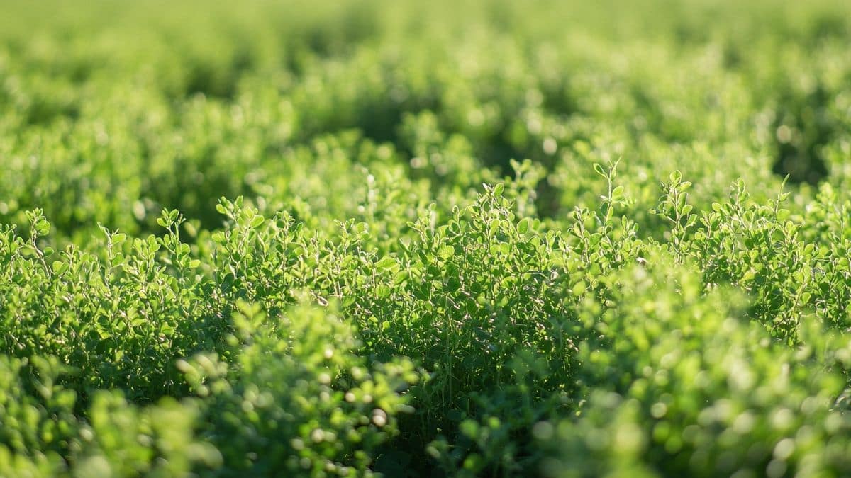 3 légumes-fruits méconnus qui supportent la sécheresse et les sols pauvres