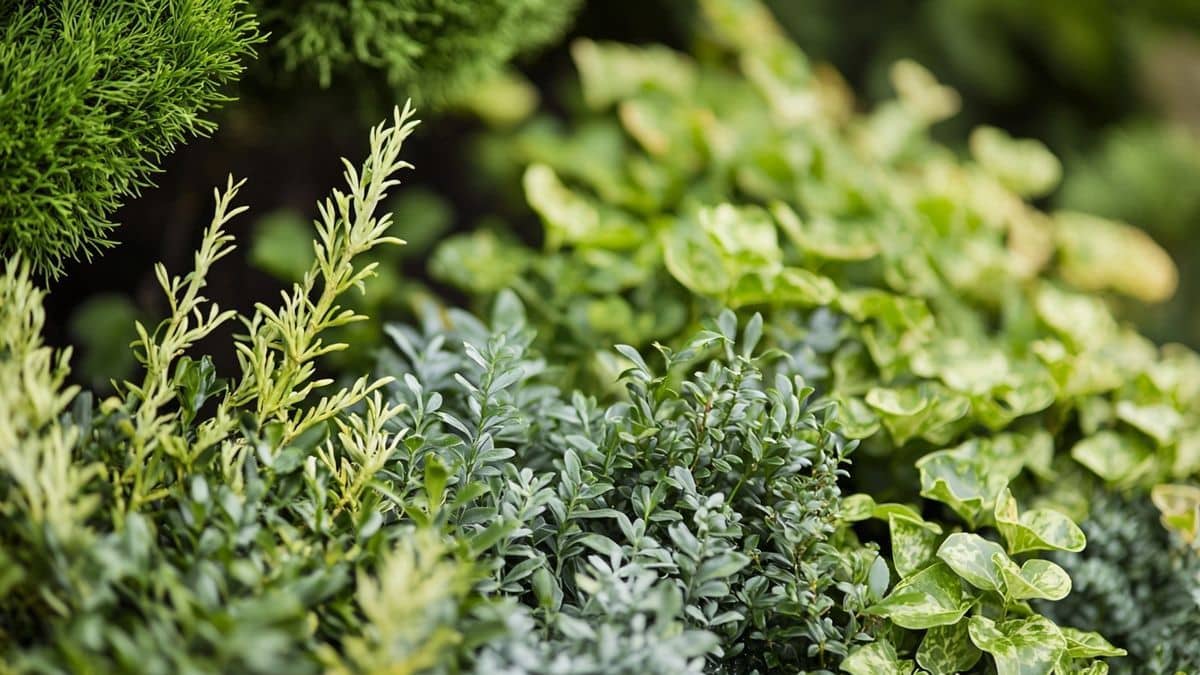 Adieu désherbage : ce trio de plantes couvre-sol agit comme un paillis vivant