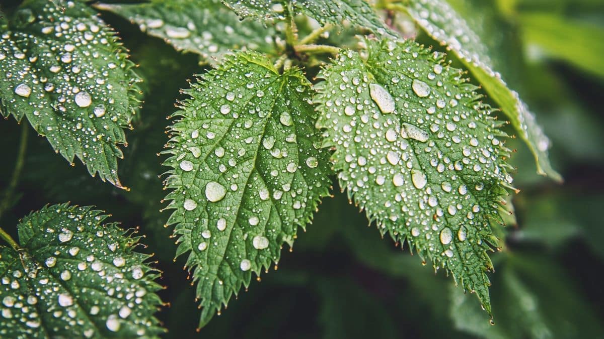 Ce légume-feuille ancien repousse les chenilles et se mange en salade
