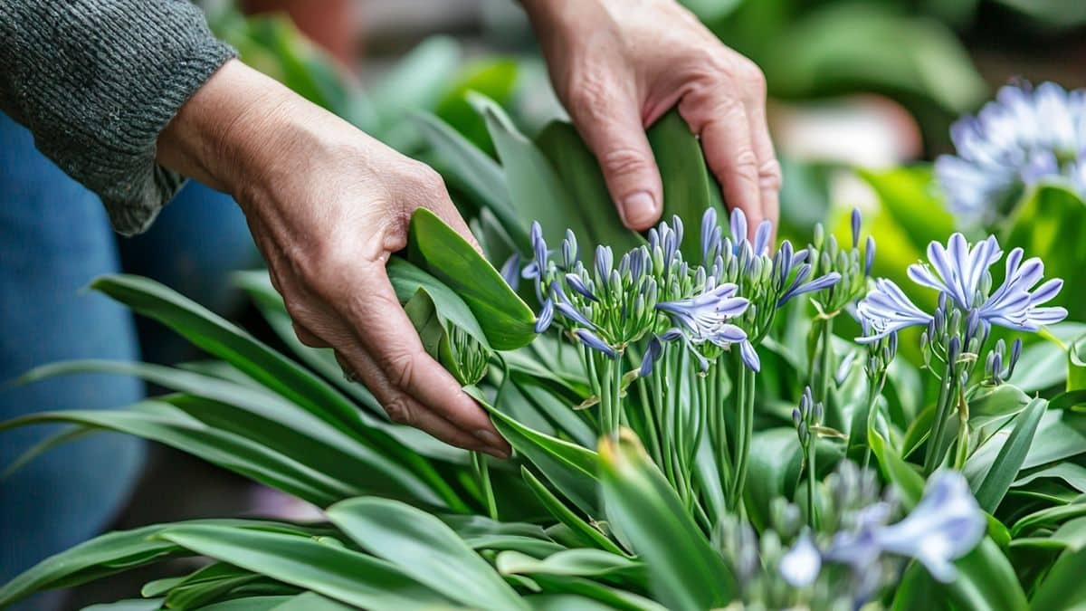 Ces gestes de printemps sont indispensables pour garantir une floraison spectaculaire de vos agapanthes année après année
