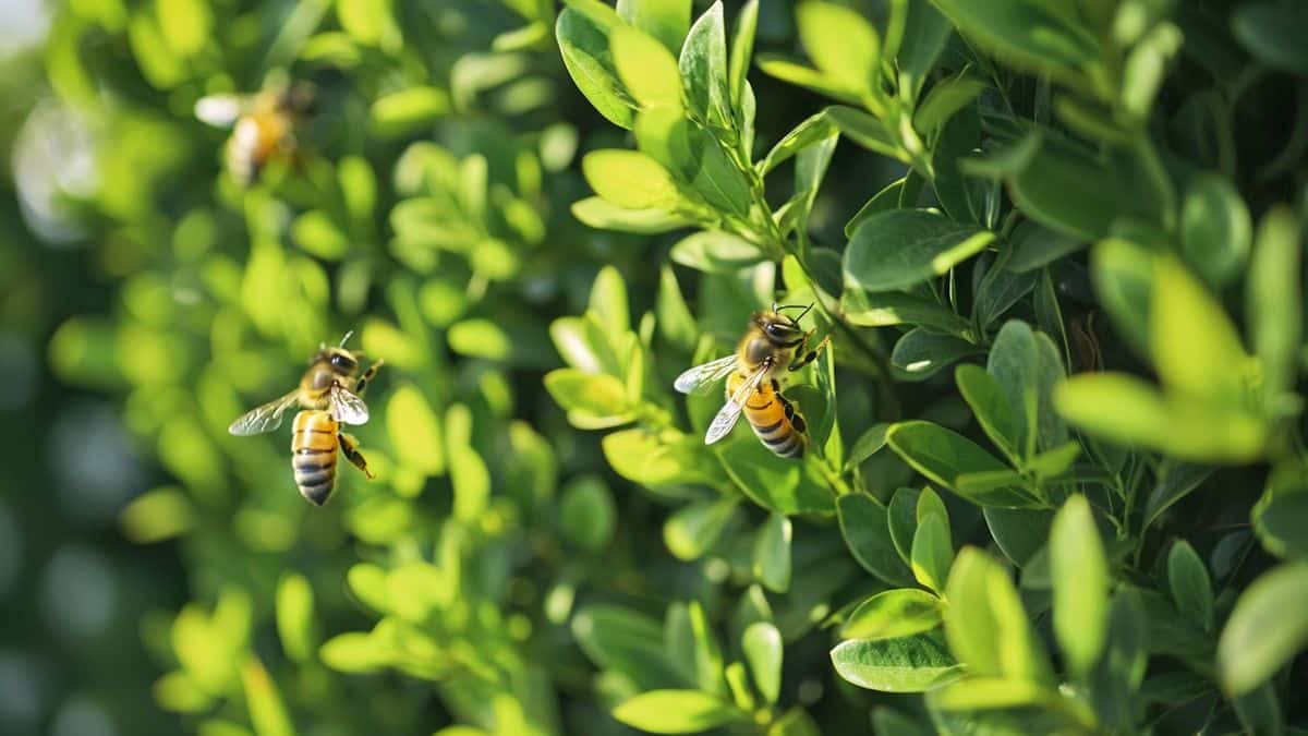 L'arbuste persistant qui crée un brise-vue naturel et nourrit les abeilles