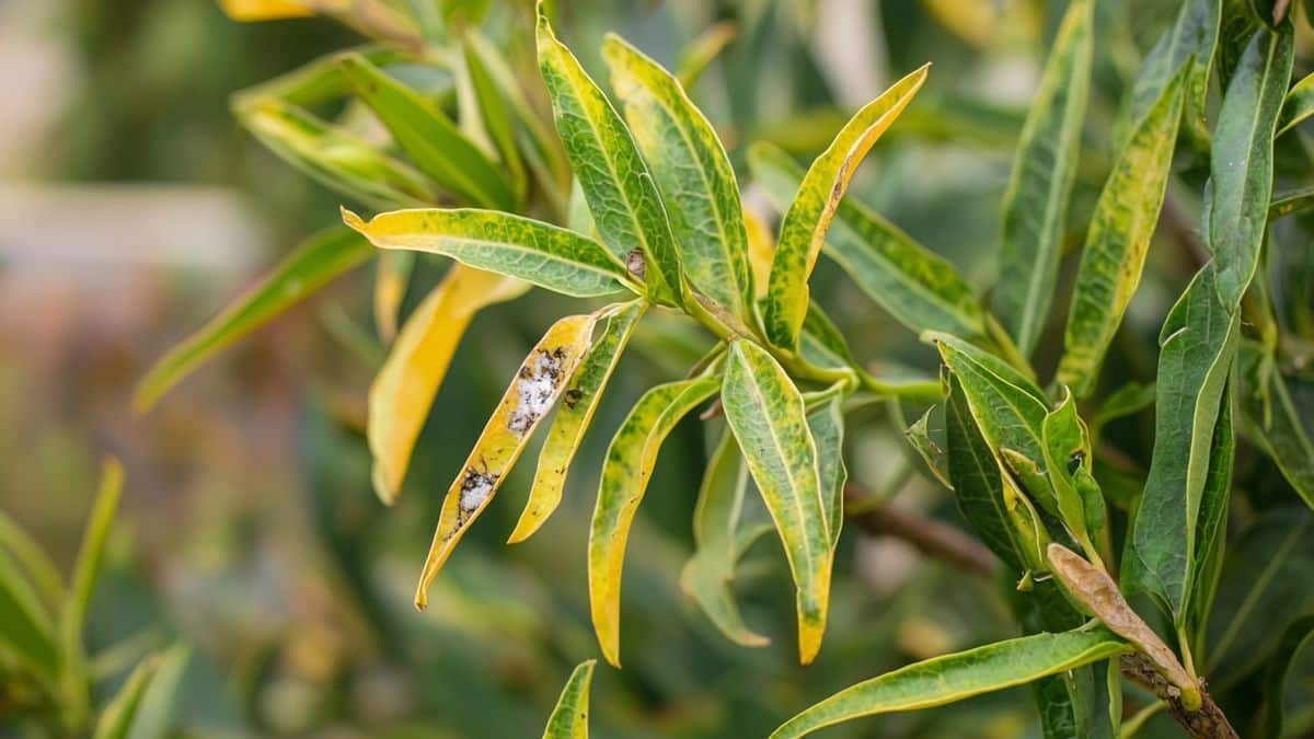 Laurier rose abîmé par l’hiver ? Adoptez ce plan d’attaque simple et rapide pour sauver votre plante dès cette semaine