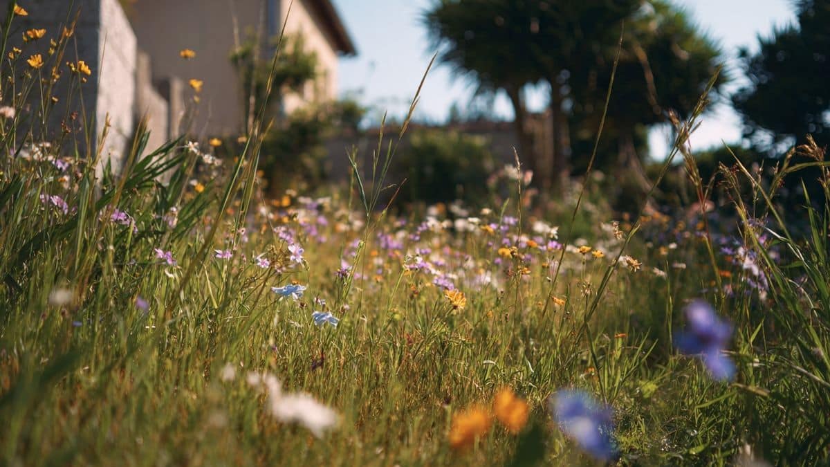Nouvelle interdiction de tonte : colère dans les jardins, découvrez ce que prévoit vraiment la loi cette année pour les particuliers