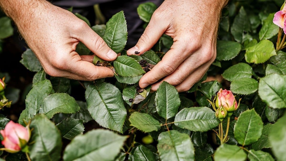 Pour une floraison éclatante de vos rosiers toute la saison, adoptez ce geste simple qui élimine durablement les pucerons